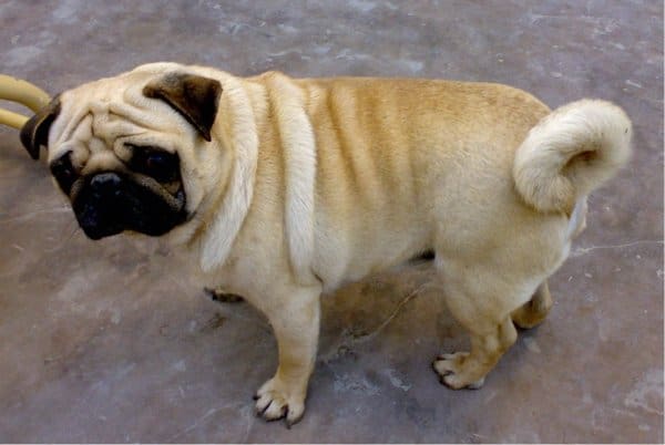 Pug amabilis diversus colorum - Sharda Bakers Dog World