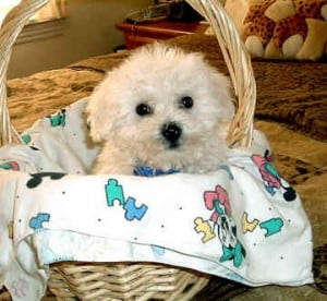 Picture taken from from www.all-about-bichon-frises.com