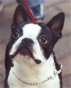 Picture taken from www.dogbreedinfo.com