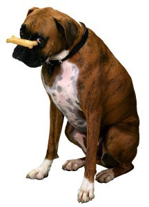 Picture taken from from www.thedogtrainingformula.com