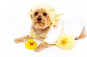 Image taken from www.pampered-dog-gifts.com