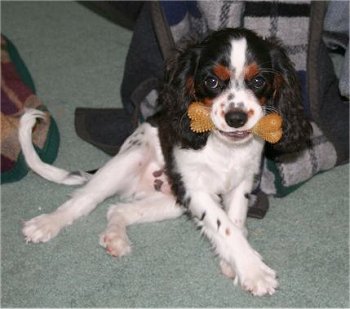 pregnant cavalier king charles spaniel