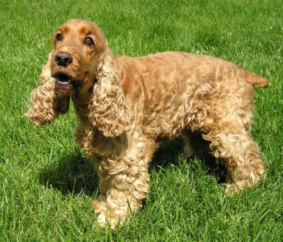 male cocker spaniel