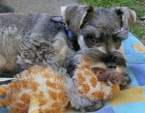 Picture taken from www.dailypuppy.com