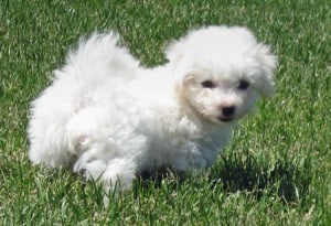 Picture taken from www.dailypuppy.com