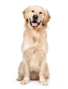 Picture taken from www.justdogbreeds.com