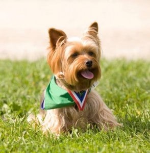 Picture taken from www.terriergrooming.com