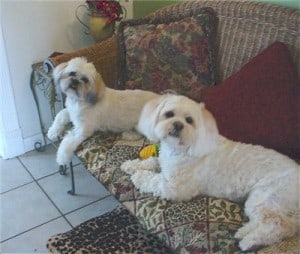 Picture taken from www.dogbreedinfo.com