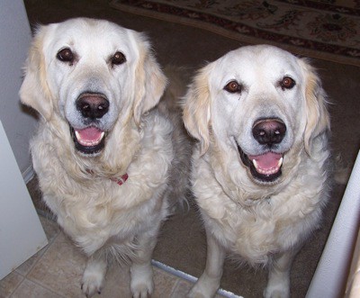 differences between male and female golden retrievers