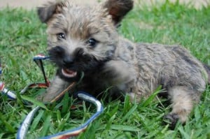 Picture taken from www.dailypuppy.com