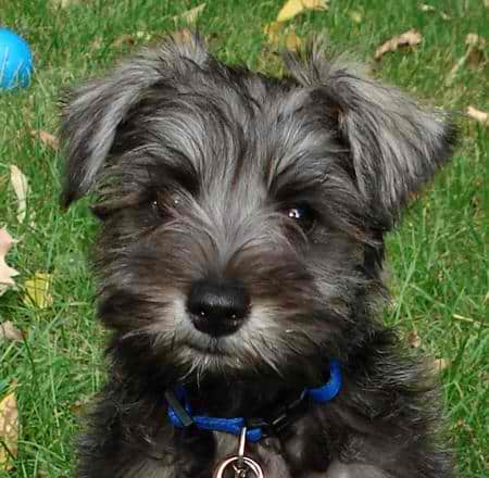 purebred schnauzer price