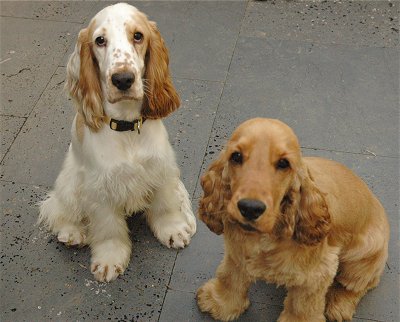 best cocker spaniel breeders