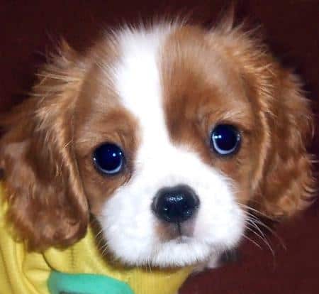 buying a cavalier king charles spaniel