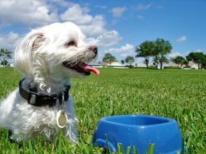 Picture taken from from www.thedogtrainingformula.com