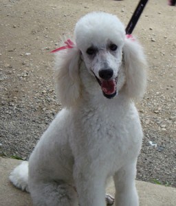 Picture taken from www.poodleanddoodle.blogspot.com