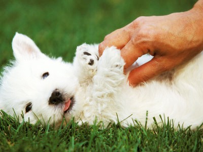 highland terrier west breeders ask need