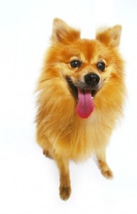 Picture taken from from www.thedogtrainingformula.com