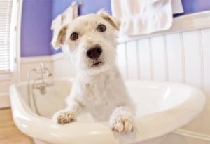 Image taken from www.dog-grooming-business.com