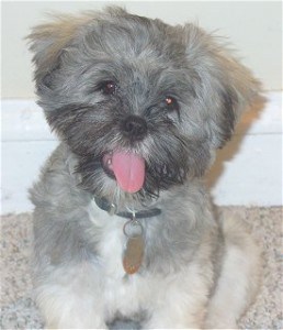 Picture taken from www.dogbreedinfo.com