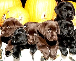 Image taken from www.towncroftlabradors.com