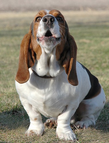 Effective Basset Hound Training Tips To Maintain Peace And Order At 