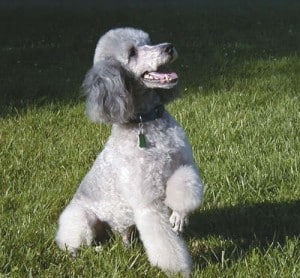 Picture taken from www.greatdogsite.com