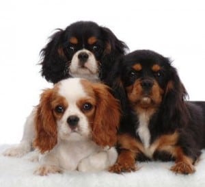 Picture taken from www.pictures-of-dogs.info