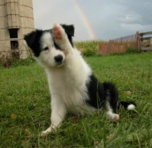 Picture taken from www.discoverthesecretsofdog.blogspot.com