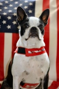 Picture taken from www.dogbreedinfo.com 