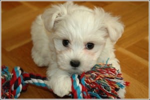 Image taken from www.pawsandkisses.net