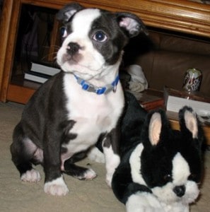 Picture taken from www.terrierlover.com