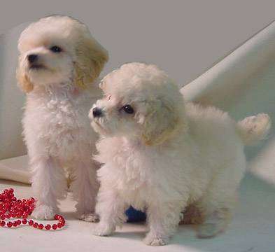toy poodle puppy training