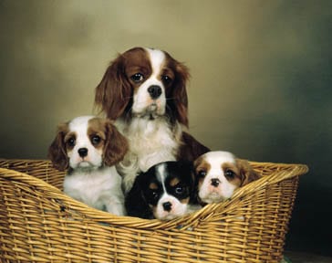 spaniels and cats