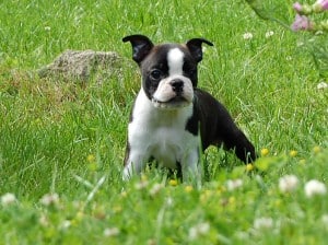 Picture taken from www.completedogsguide.com