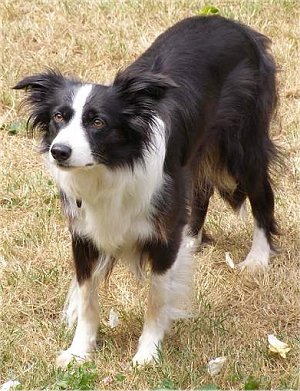 border collie potty training