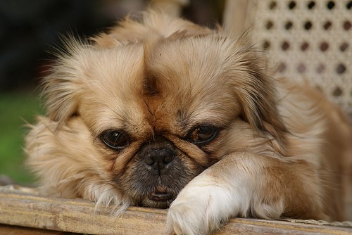 best food for pekingese