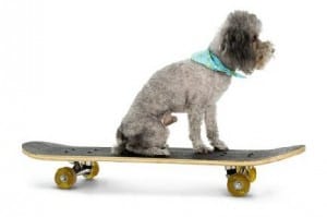 Picture taken from www.poodlesinneed.co.uk