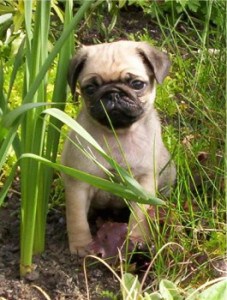 Picture taken from www.puppydogweb.com