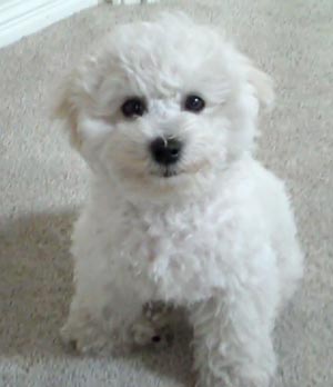 bichon frise panda cut