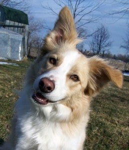 Picture taken from www.dogbreedinfo.com