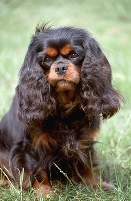 cavalier king charles diet