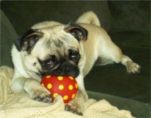 Picture taken from www.puppydogweb.com