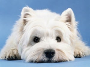 Image taken from www.dogbreedsaz.com
