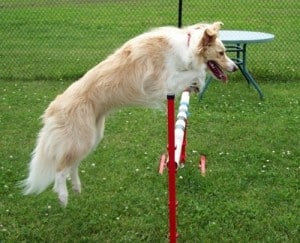 Picture taken from www.dogbreedinfo.com