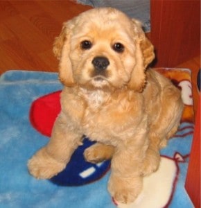 Picture taken from www.puppydogweb.com