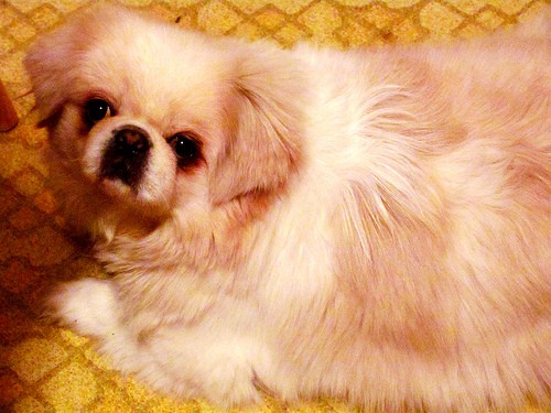 Bathing Pekingese Puppies Sharda Bakers Dog World