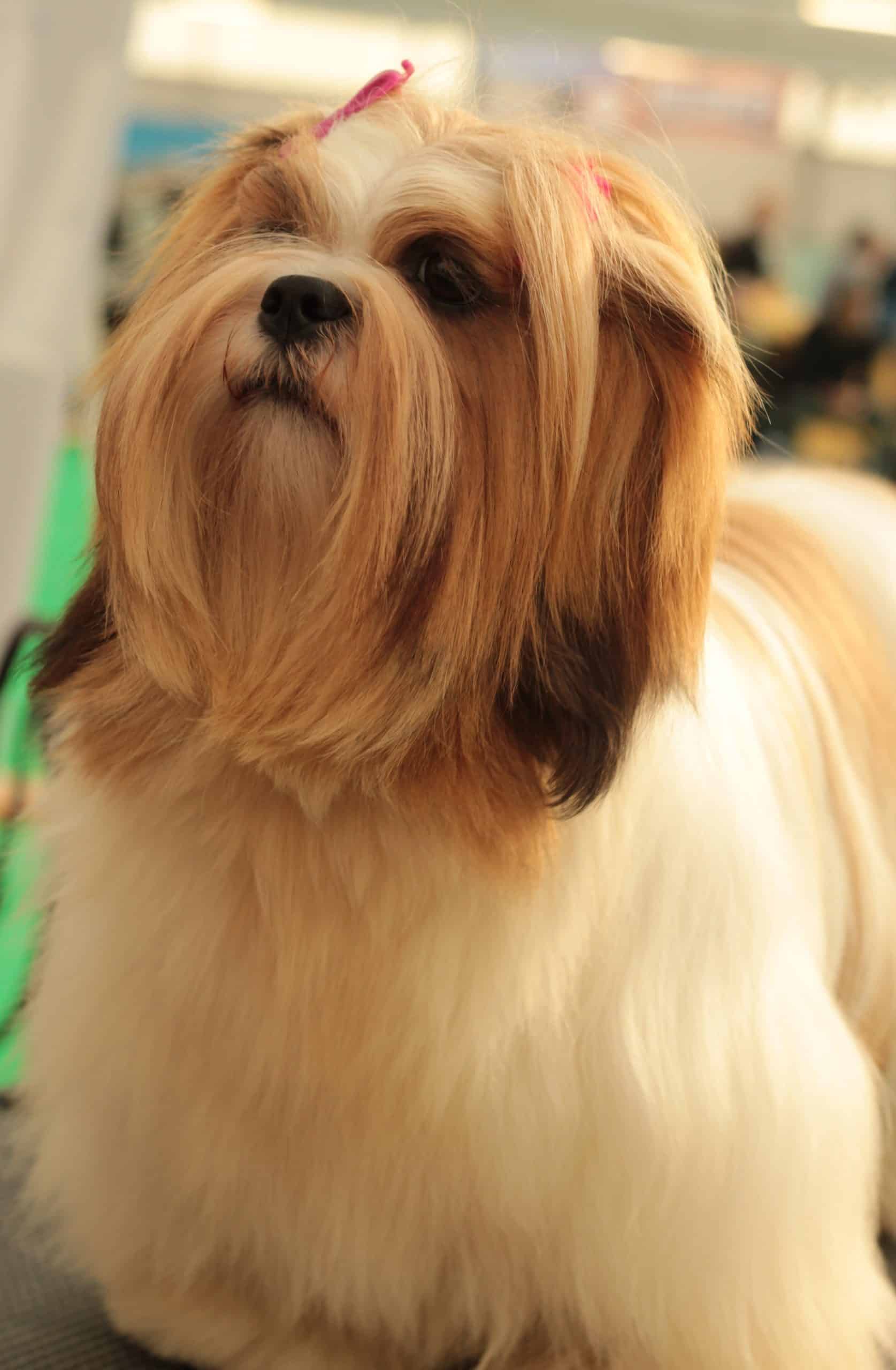 Lhasa-Apso Standing Tall with long hair