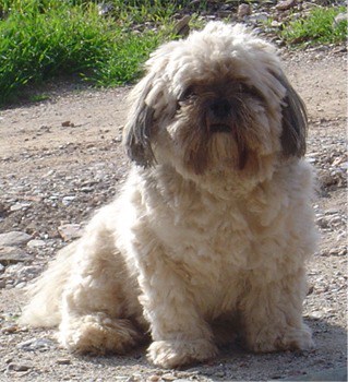 Lhasa Apso Diet Chart