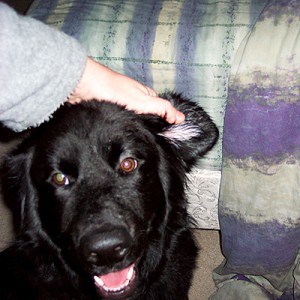Image taken from www.dogs.thefuntimesguide.com