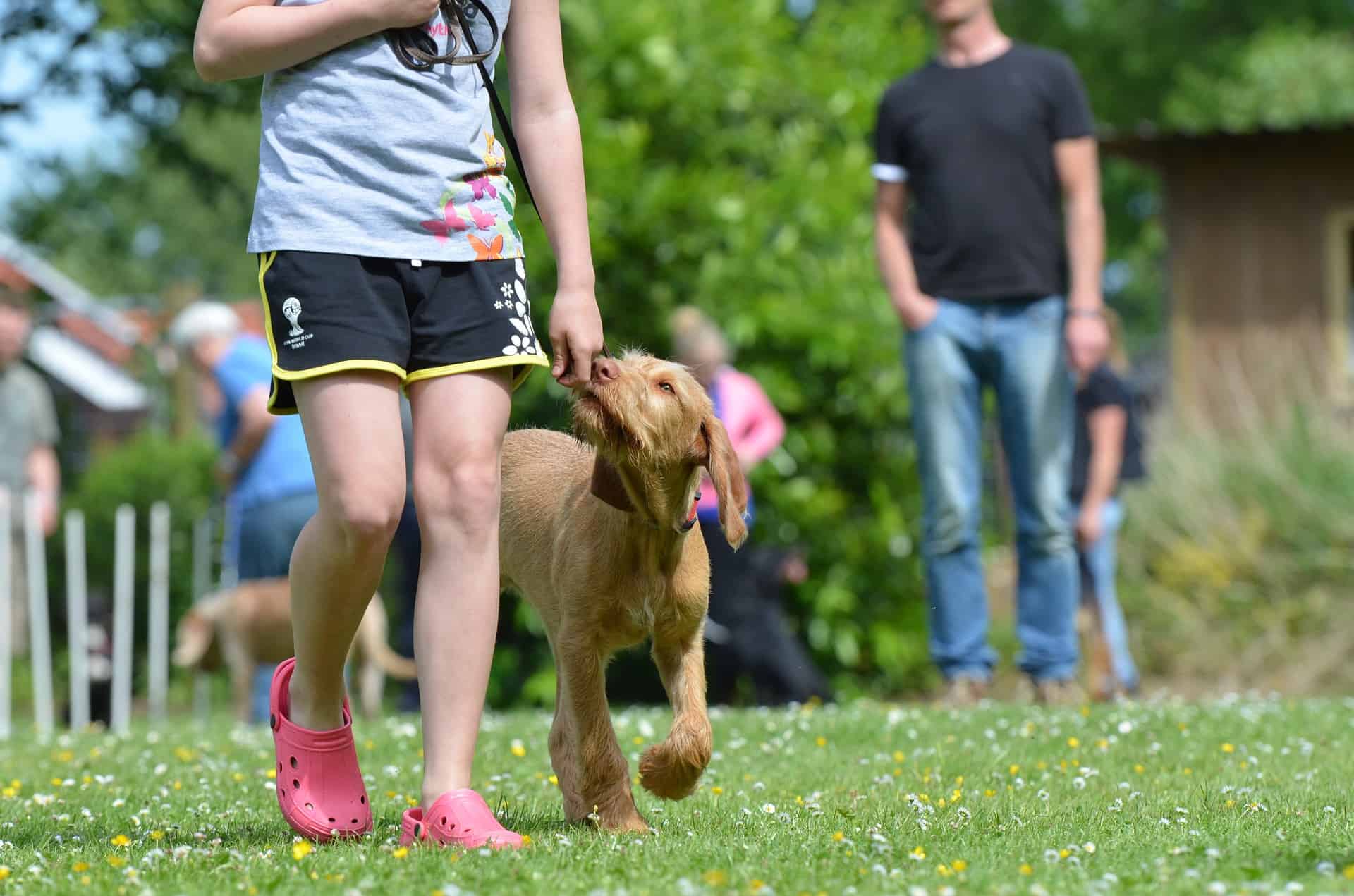 Benefits of Dog Training Dog Running With Owner